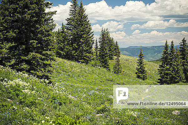 A backpacker hiking down a trail through a mountain meadow on a sunny day in Yampa  Colorado.