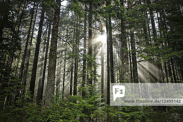 Sonnenstrahlen scheinen durch eine Lücke im Blätterdach des Waldes in der Nähe von Vancouver  B.C.