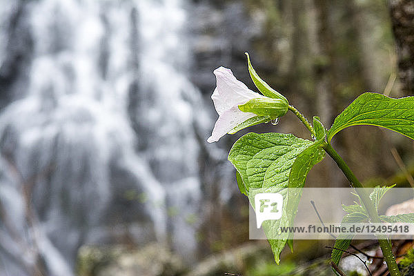 Nahaufnahme einer Trillium-Blume neben den Crabtree Falls  Blue Ridge Parkway  North Carolina