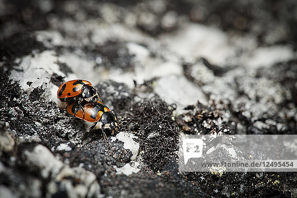Zwei Marienkäfer (Coccinellidae) bei der Paarung auf einem Granitfelsen.