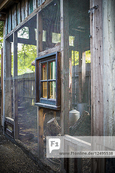 Ein Hinterhofhühnerstall in Austin  Texas  beherbergt eine Handvoll Hühner und liefert täglich Eier für eine Familie.