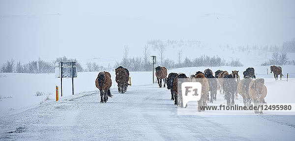 Islandpferde im Winter beim Traben entlang der Straße Nr. 1 in der Nähe des Vikurskad-Passes in Nordisland
