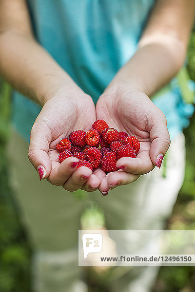 Nahaufnahme von Frau Hand hält Handful of Freshly Picked Wild Berries