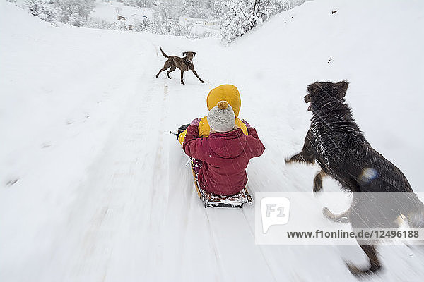 Two young girls sledding down a driveway with a dog running alongside