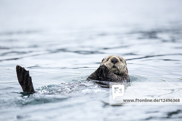 Nahaufnahme eines Seeotters  der in der Nähe von Homer  Alaska  auf dem Rücken schwimmt