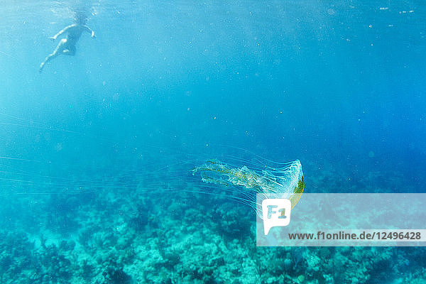 Unterwasser-Ansicht von Big Jelly Fisch mit einem Schwimmer im Hintergrund