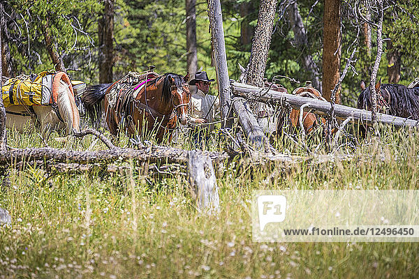 A Cowboy With Several Horses In The Montana Backcountry