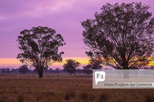 Sonnenaufgang über den Bäumen in der Nähe der Victoria Range