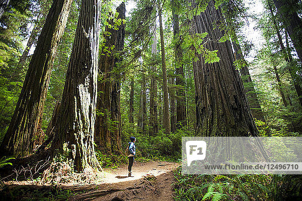 A hiker stands in the sunlight amongst giant Redwood Trees while visiting Stout Grove  Jedediah Smith Redwoods State Park.