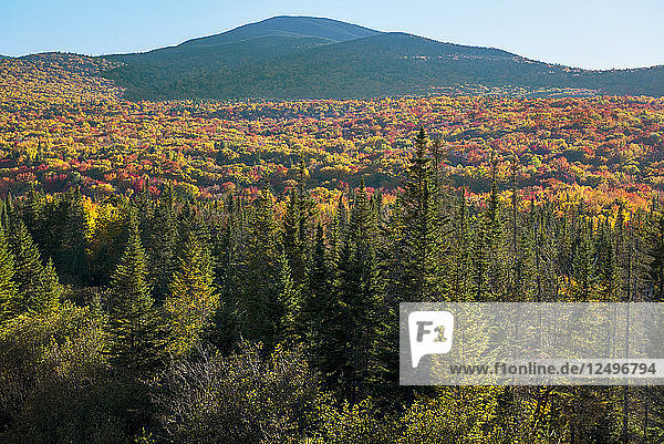 Herbstlaub und Fichtenbäume in den White Mountains von New Hampshire