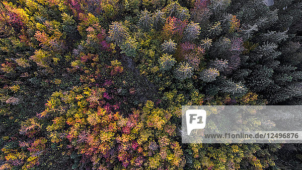 Luftaufnahme eines Waldes im Herbst mit der ganzen Palette der Herbstfarben im Kanton Waadt  Schweiz