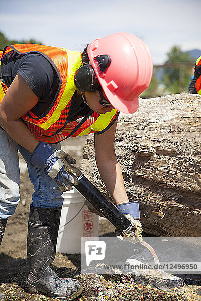 Eine Frau beim Reinigen eines Lochs  das in Beton gebohrt wird  um einen großen Baumstamm dauerhaft zu sichern