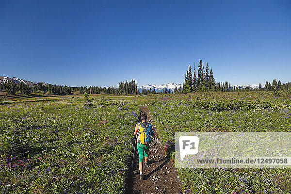 Eine junge Frau wandert durch Taylor Meadows im Garibaldi Provincial Park  British Columbia  Kanada.