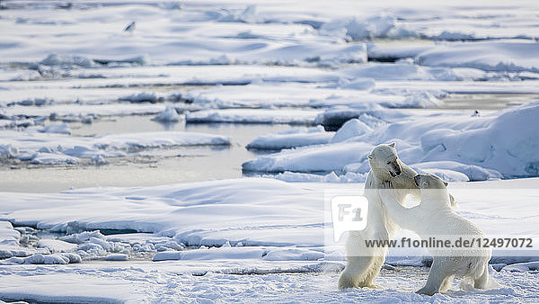 Zwei kämpfende Eisbären auf dem Packeis in Spitzbergen  Svalbard