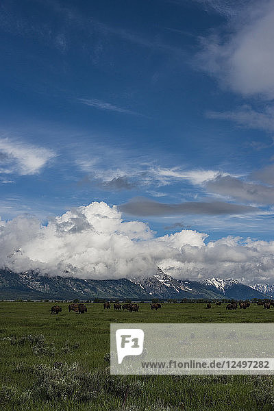 Eine Herde amerikanischer Bison grasen auf einer Wiese im Grand Teton National Park  Wyoming.