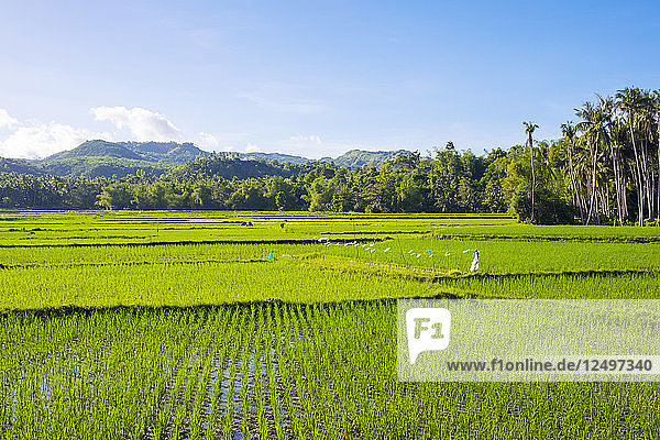 Üppig grüne Reisfelder  Maria  Insel Siquijor  Zentral-Visayas  Philippinen