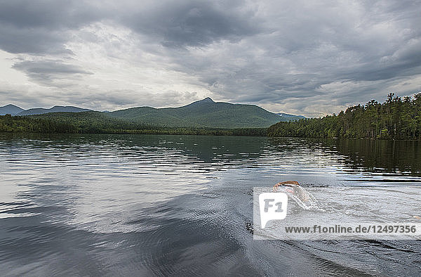 Swimmer Swimming In The Lake Chocorua In New Hampshire