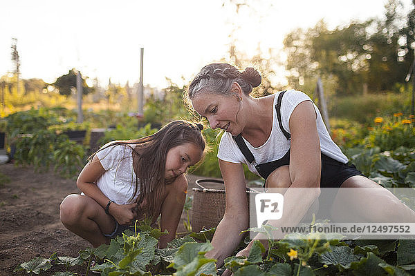 Eine Mutter und ihre Tochter ernten Gemüse aus ihrem Garten in Fort Langley
