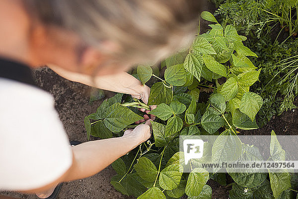 Eine Frau erntet Bohnen aus ihrem Garten in Fort Langley