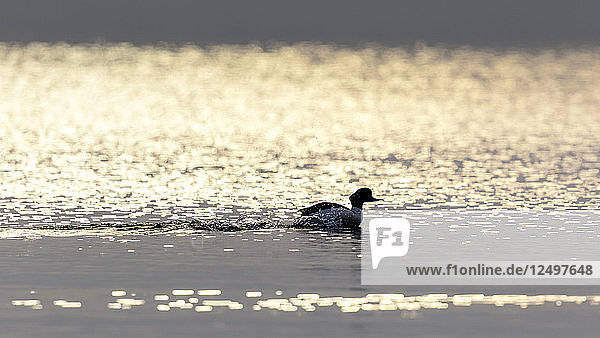 einsame Ente bei Sonnenuntergang auf dem Genfer See  mit schöner Reflexion der Sonne auf dem See im Kanton Waadt  in der Schweiz