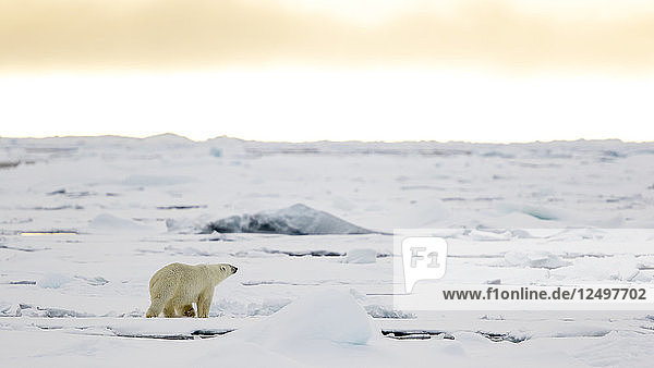 Eisbär auf dem Packeis in Spitzbergen,  Svalbard
