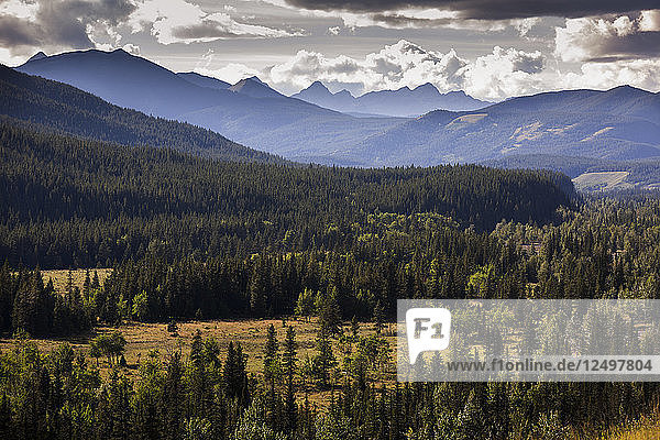 Rocky Mountain mit Baumwald in Alberta  Kanada