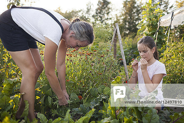 Eine Mutter und ihre Tochter ernten Bohnen aus ihrem Garten in Fort Langley