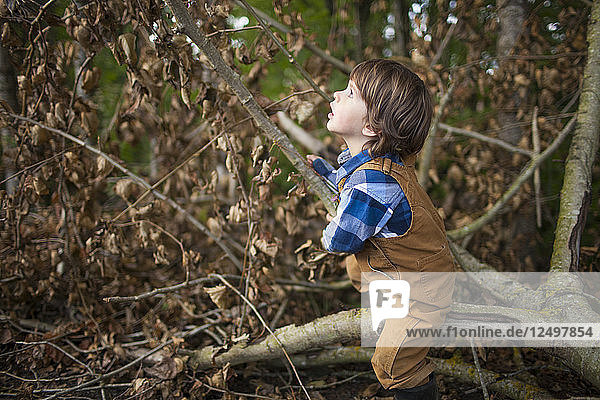 Porträt eines Jungen im Freien  der auf einen umgestürzten Baum klettert und den Wald betrachtet.