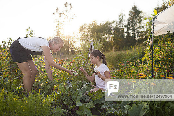 Eine Mutter und ihre Tochter ernten Bohnen aus ihrem Garten in Fort Langley
