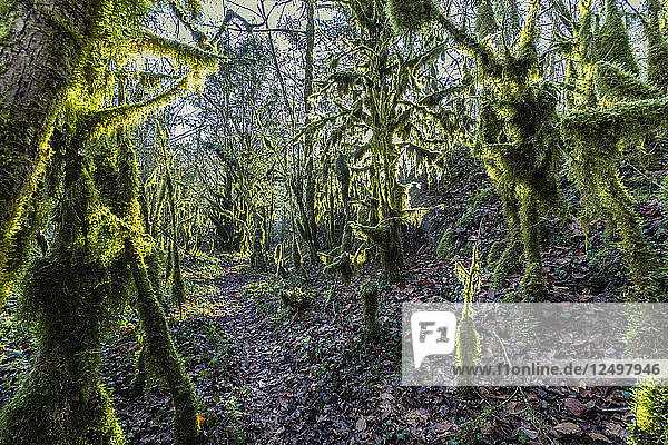 Sonnenlicht über einem Zauberwald mit Bäumen  die mit grünem Moos bedeckt sind  und einem Pfad in der Mitte  in Bellegarde-sur-Valserine  Frankreich