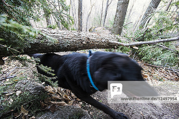 Ein Hund rutscht unter einen Baum  der quer über einen Waldweg gestürzt ist.