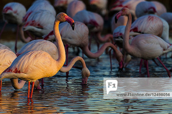 Ein großer Flamingo  der bei Sonnenuntergang im Wasser steht