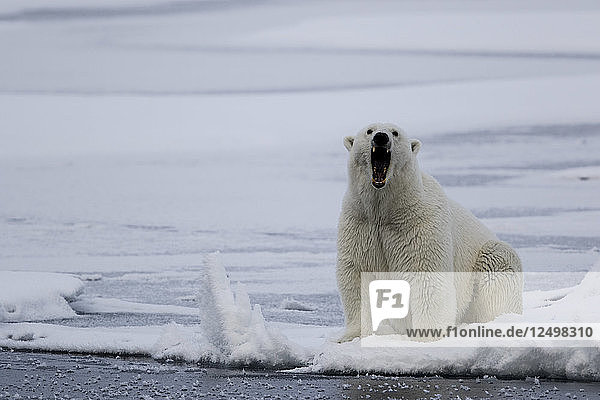Eisbär auf dem Packeis sitzend und knurrend in Spitzbergen  Svalbard