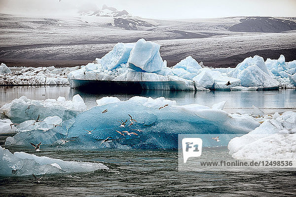 Blick auf die Eisberge von Jokulsarlon  Island