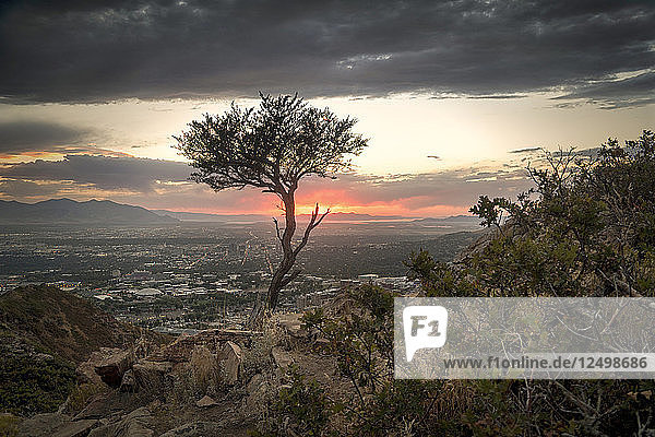 Ein einzelner Baum im Vordergrund während die Sonne über Salt Lake City  Utah untergeht