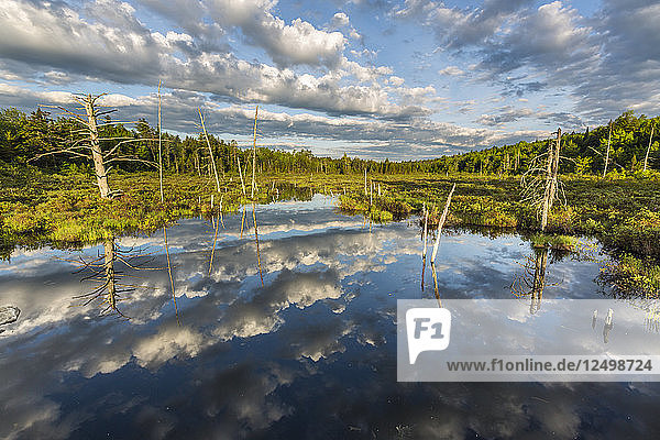 Clouds Reflexion in einem Teich Maine's North Woods in der Nähe von Greenville  Maine