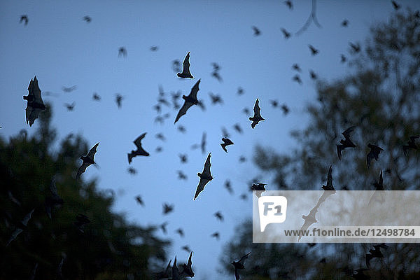 Fledermäuse verlassen eine Höhle im Biosphärenreservat Calakmul  Bundesstaat Campeche  Halbinsel Yucatan  Mexiko
