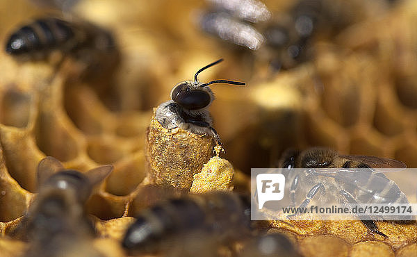 Eine männliche Biene wird in einem Bienenstock der Imkerei Puremiel im Naturpark Los Alcornocales  Provinz Cádiz  Andalusien  Spanien  geboren.