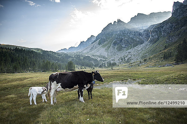 Little cows in the beautiful landscape of Devero Valley  Piemonte  Italy.