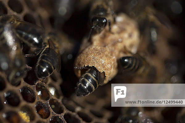 Nurse bees take care of a queen bee egg in a queen cup on a beehive of ...
