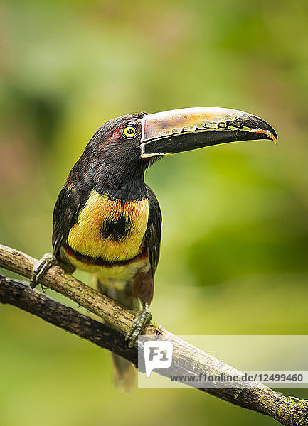 Halsbandarassari (Pteroglossus torquatus)  Costa Rica