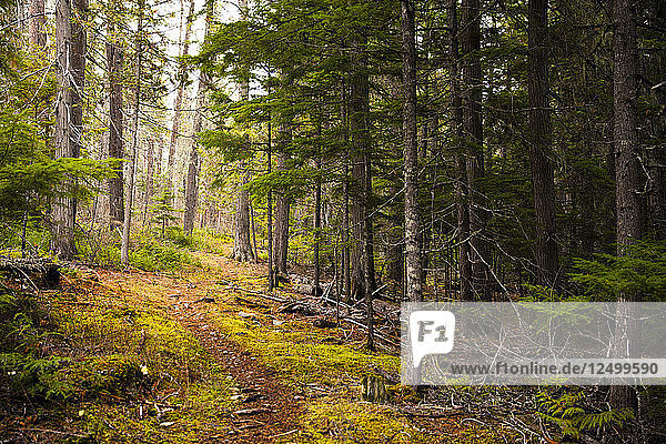 A trail leads through the forest of Glacier National Park  Montana. United States.