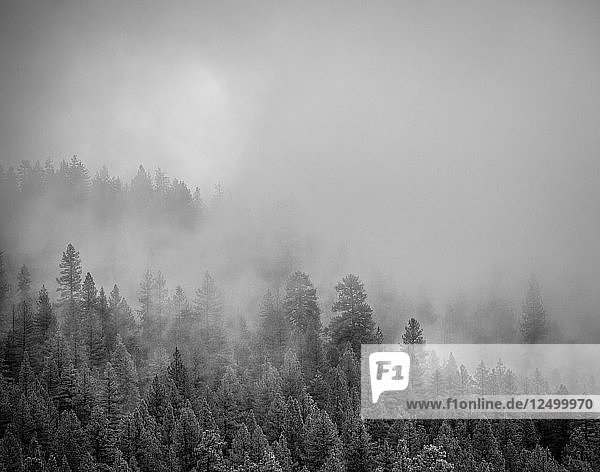 Mist through the trees