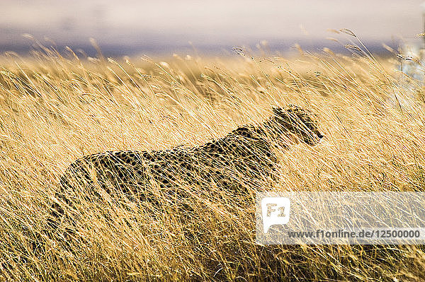 Ein männlicher Gepard  Acinonyx Jubatus  versteckt sich im Gras im Ngorngoro-Nationalpark  Tansania