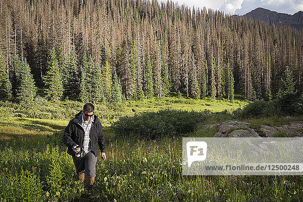 A Male Hiker Hiking In The Meadows  Chicago Basin