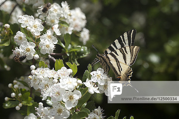 Ein Schmetterling leckt an einer weißen Blume in Prado del Rey  Sierra de Cadiz  Andalusien  Spanien