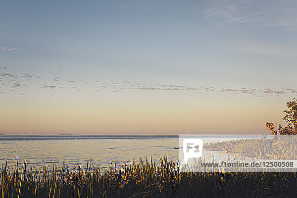Ein Schilfbeet bei Sonnenuntergang mit der Georgian Bay im Hintergrund