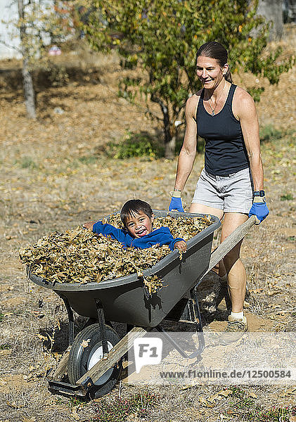 Happy young boy riding in wheelbarrow full of leaves