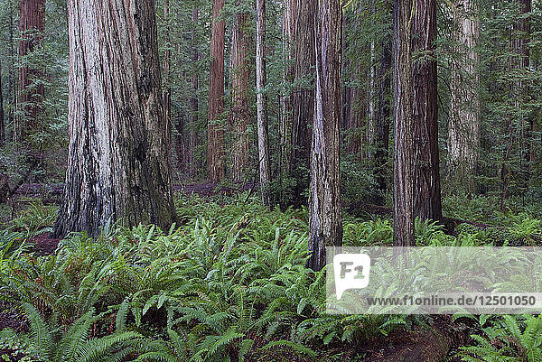 Jedediah Smith Redwoods State Park in Kalifornien  USA