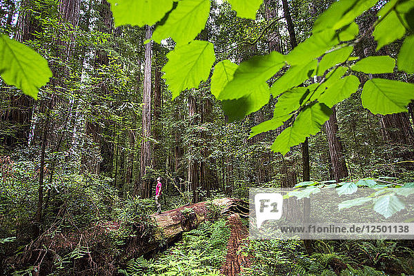Junger Mann beim Wandern entlang eines umgefallenen Baumstamms im Redwoods National Park  Kalifornien